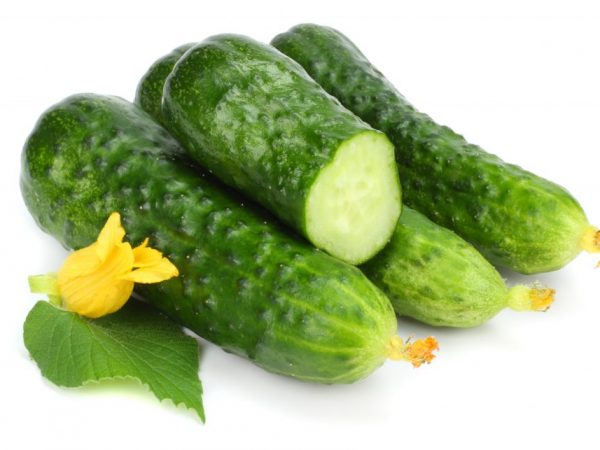 Cucumbers Dirigent: reviews, photos, characteristics