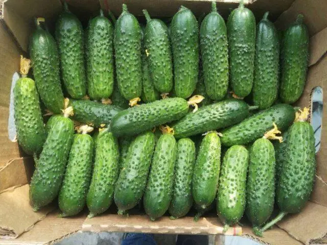 Cucumbers Dolomit F1: description and characteristics of the variety, photo, yield, reviews of gardeners