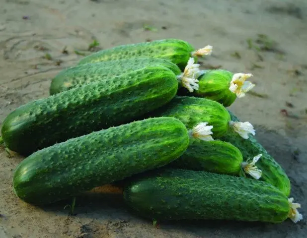 Cucumbers Dolomit F1: description and characteristics of the variety, photo, yield, reviews of gardeners