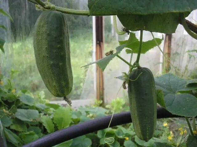 Cucumbers Dolomit F1: description and characteristics of the variety, photo, yield, reviews of gardeners