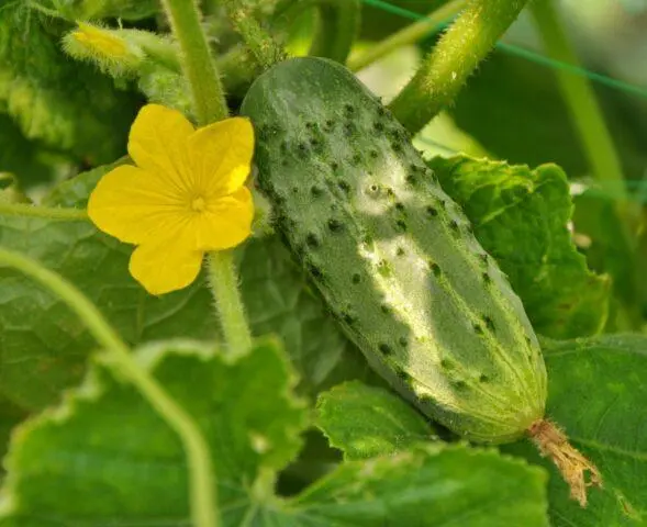 Cucumbers Early bird F1: variety description, photo, reviews of gardeners