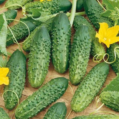 Cucumbers Early bird F1: variety description, photo, reviews of gardeners