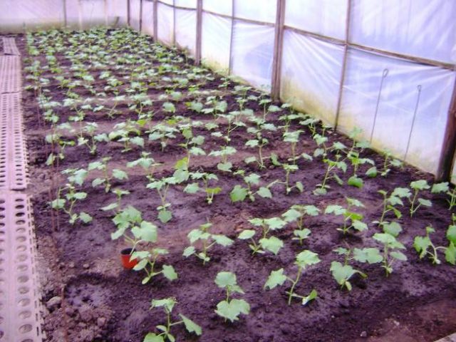 Cucumbers Emerald stream F1: cultivation in a greenhouse and open field