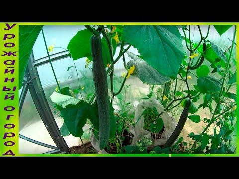 Cucumbers Emerald stream F1: cultivation in a greenhouse and open field