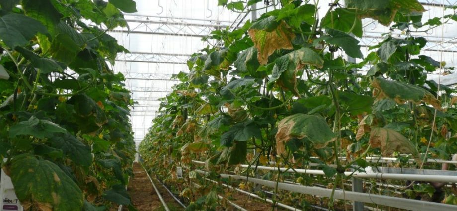 Cucumbers Emerald stream F1: cultivation in a greenhouse and open field