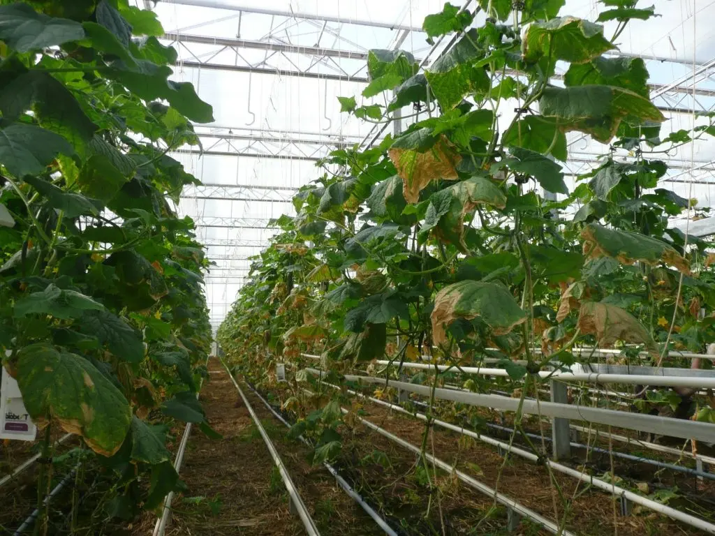 Cucumbers Emerald stream F1: cultivation in a greenhouse and open field