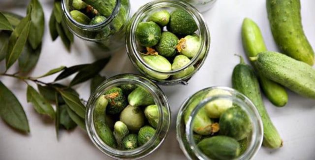 Cucumbers for the winter with mustard powder (dry mustard): salting and pickling recipes