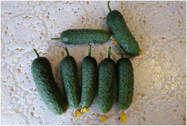 Cucumbers Gosh F1: variety description, photos, reviews of gardeners who planted