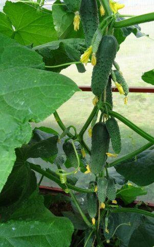 Cucumbers Gosh F1: variety description, photos, reviews of gardeners who planted