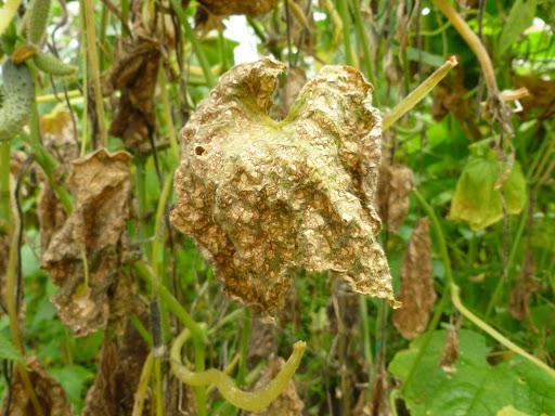 Cucumbers Gosh F1: variety description, photos, reviews of gardeners who planted