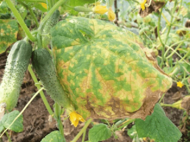 Cucumbers Gosh F1: variety description, photos, reviews of gardeners who planted