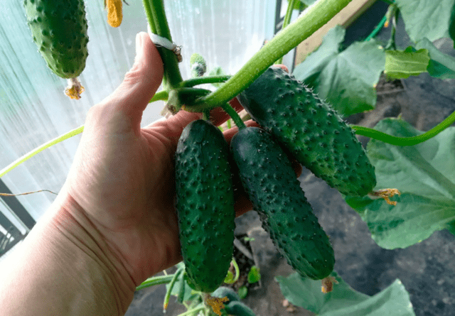 Cucumbers Gosh F1: variety description, photos, reviews of gardeners who planted