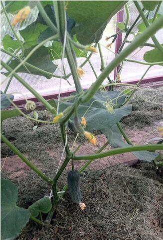 Cucumbers Gosh F1: variety description, photos, reviews of gardeners who planted