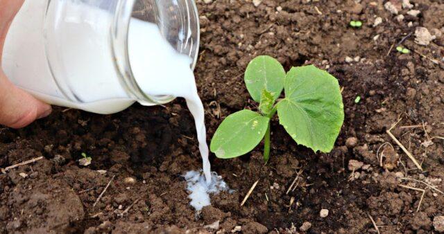 Cucumbers Gosh F1: variety description, photos, reviews of gardeners who planted