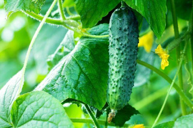 Cucumbers Harmonist F1: variety description, photos, reviews of gardeners