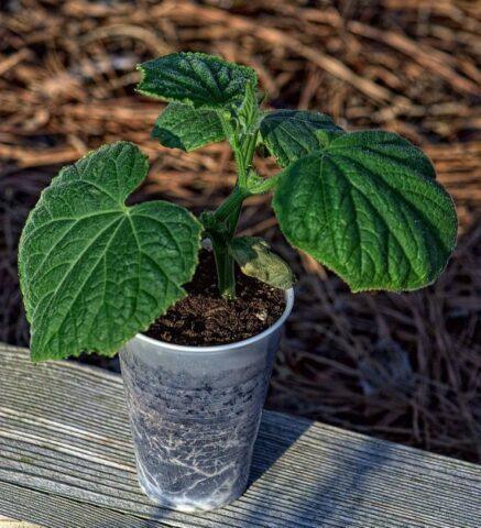 Cucumbers Harmonist F1: variety description, photos, reviews of gardeners