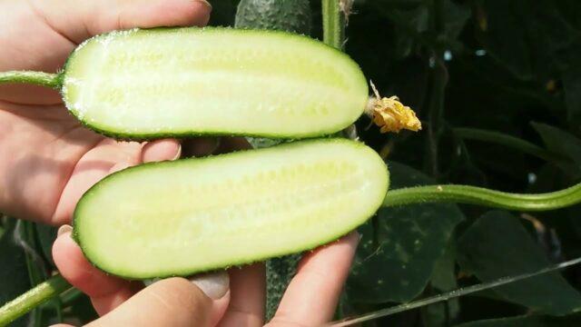 Cucumbers Harmonist F1: variety description, photos, reviews of gardeners