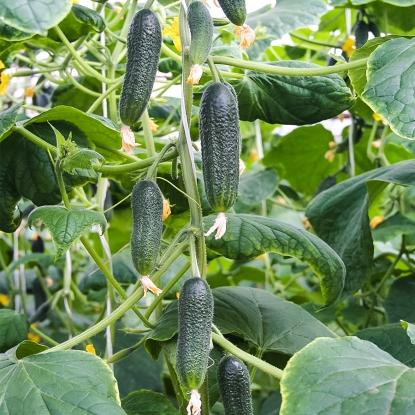 Cucumbers Harmonist F1: variety description, photos, reviews of gardeners