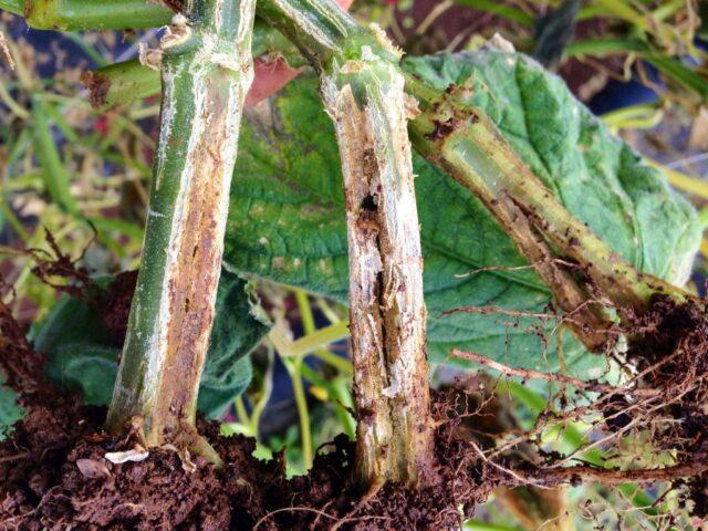 Cucumbers Harmonist F1: variety description, photos, reviews of gardeners