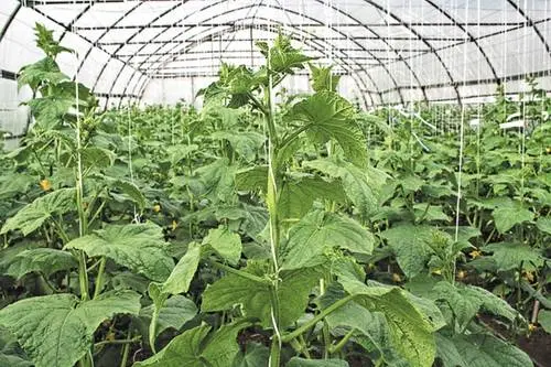 Cucumbers in a greenhouse: bush formation, scheme