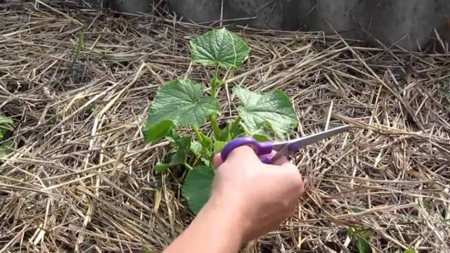 Cucumbers in a greenhouse: bush formation, scheme