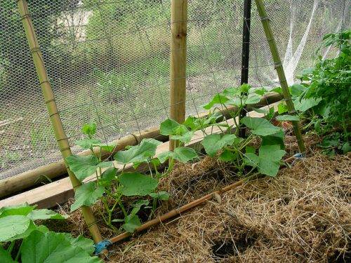 Cucumbers in a greenhouse: bush formation, scheme