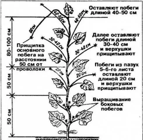 Cucumbers in a greenhouse: bush formation, scheme