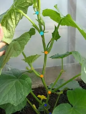 Cucumbers in a greenhouse: bush formation, scheme