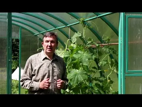 Cucumbers in a greenhouse: bush formation, scheme