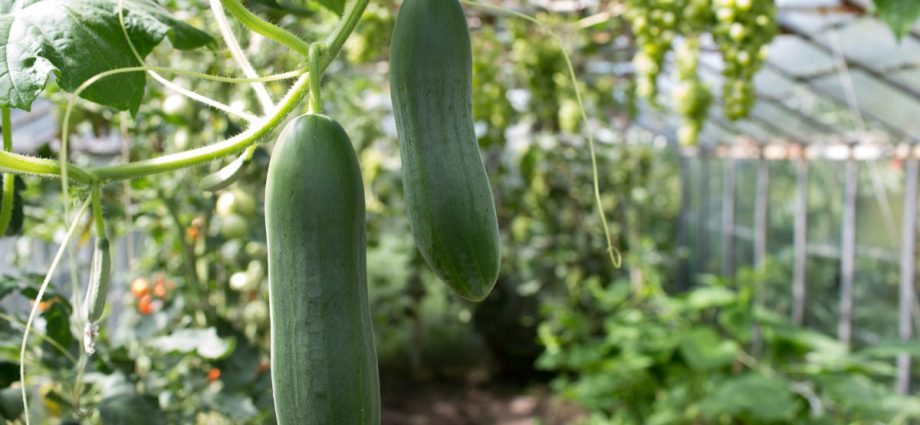 Cucumbers in a greenhouse: bush formation, scheme