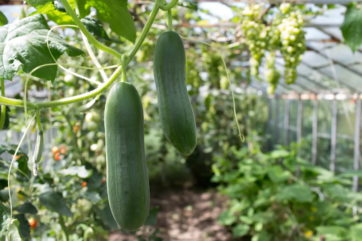 Cucumbers in a greenhouse: bush formation, scheme