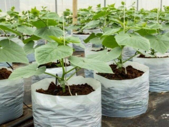 Cucumbers in bags: growing step by step in a greenhouse, on the street, reviews, video