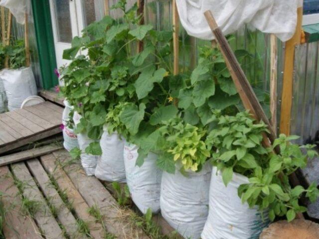 Cucumbers in bags: growing step by step in a greenhouse, on the street, reviews, video