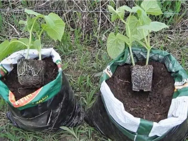 Cucumbers in bags: growing step by step in a greenhouse, on the street, reviews, video