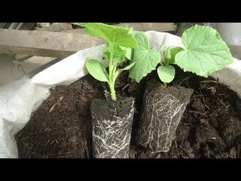 Cucumbers in bags: growing step by step in a greenhouse, on the street, reviews, video