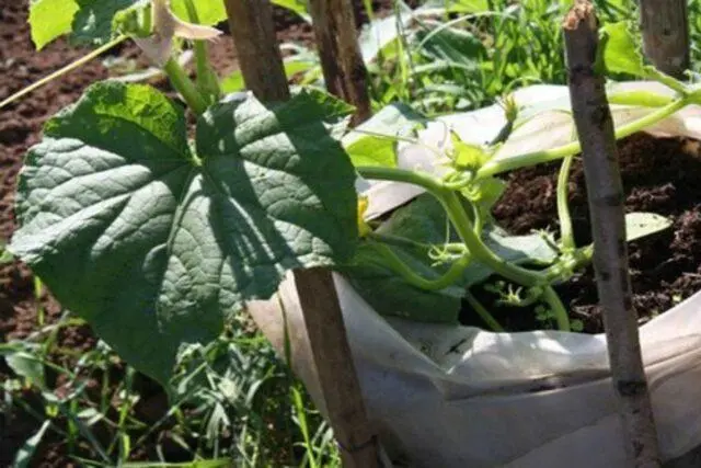 Cucumbers in bags: growing step by step in a greenhouse, on the street, reviews, video