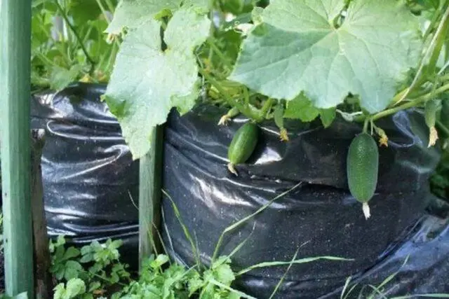 Cucumbers in bags: growing step by step in a greenhouse, on the street, reviews, video