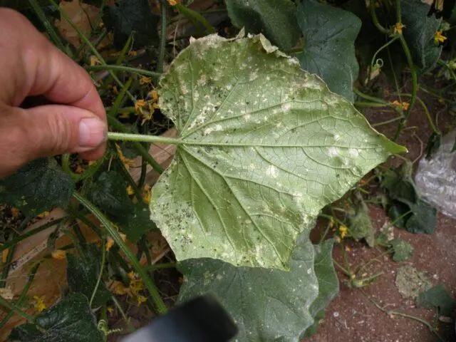 Cucumbers in bags: growing step by step in a greenhouse, on the street, reviews, video