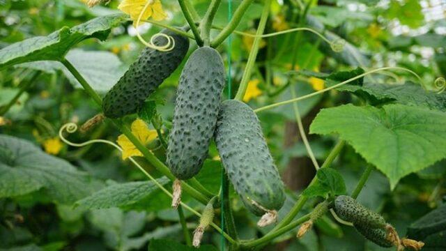 Cucumbers Khrustik F1: variety description, photo, reviews of gardeners