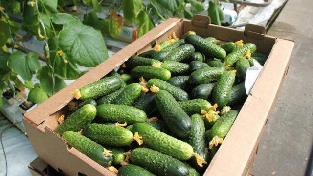 Cucumbers Khrustik F1: variety description, photo, reviews of gardeners