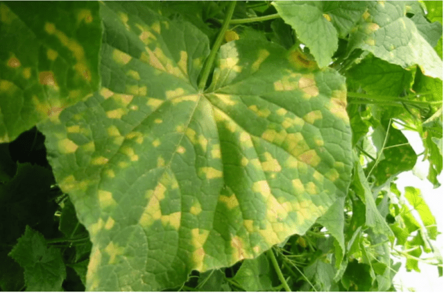 Cucumbers Khrustik F1: variety description, photo, reviews of gardeners