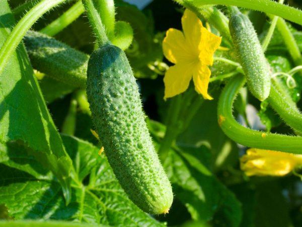 Cucumbers Khrustik F1: variety description, photo, reviews of gardeners