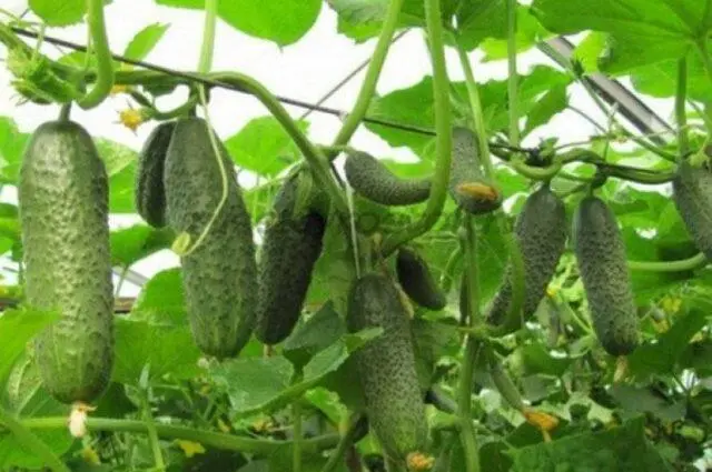 Cucumbers Kibriya F1: variety description, photo, yield, reviews of gardeners