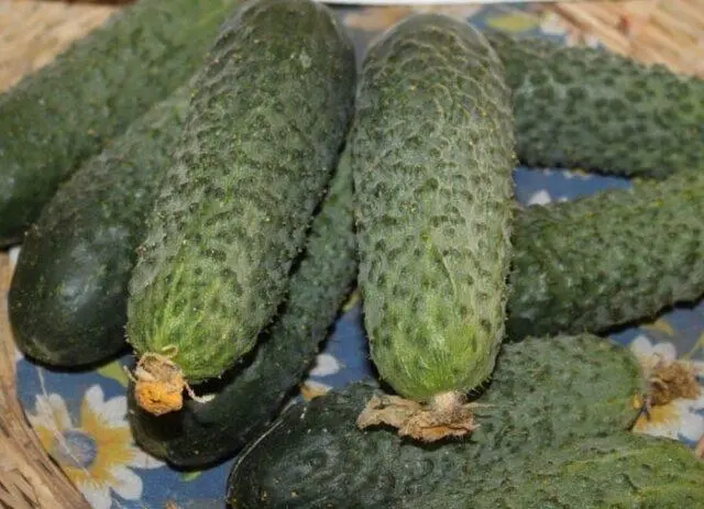 Cucumbers Kibriya F1: variety description, photo, yield, reviews of gardeners