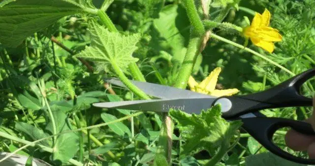 Cucumbers Kibriya F1: variety description, photo, yield, reviews of gardeners