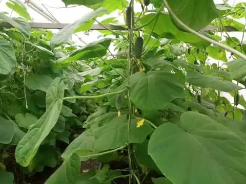 Cucumbers Kibriya F1: variety description, photo, yield, reviews of gardeners