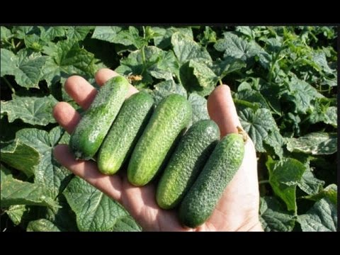 Cucumbers Lukhovitsky F1: reviews, description