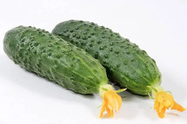 Cucumbers Marinda: reviews, photos, description