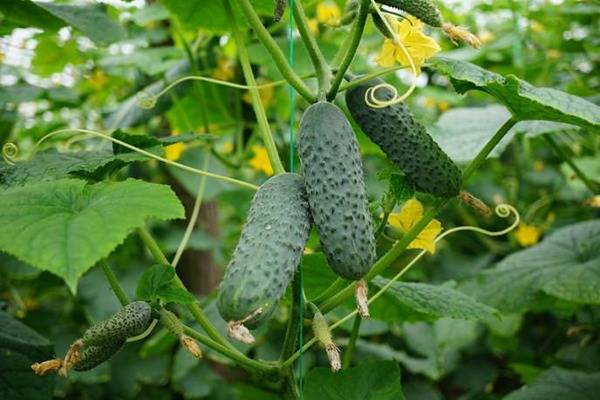 Cucumbers Marinda: reviews, photos, description