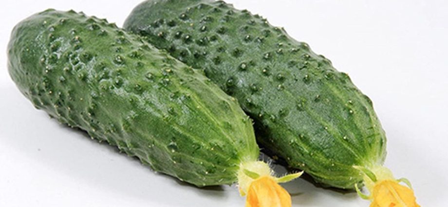 Cucumbers Marinda: reviews, photos, description